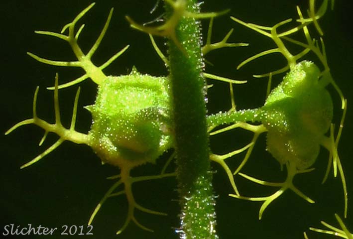 Calyx and petals of Brewer's Bishops Cap, Brewer's Mitrewort, Feathery Bishop's-cap, Feathery Mitrewort: Brewerimitella breweri (Synonyms: Mitella breweri, Pectiantia breweri)